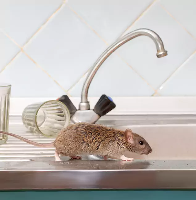 Why Annandale, VA Trusts Annandale Pest Control Pro for Humane Rodent Control?