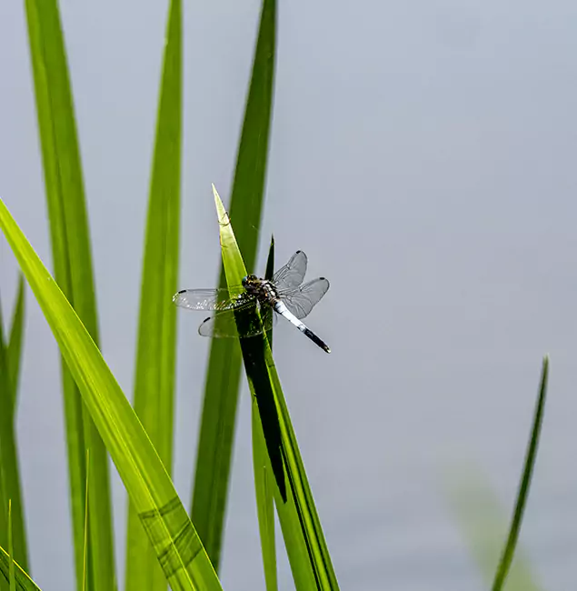 Why Annandale Families Trust Annandale Pest Control Pro for Mosquito Prevention?