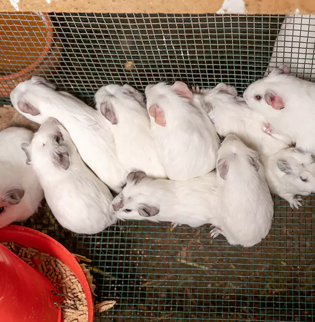 Why Annandale Pest Control Pro Is the Trusted Choice in Annandale, VA?