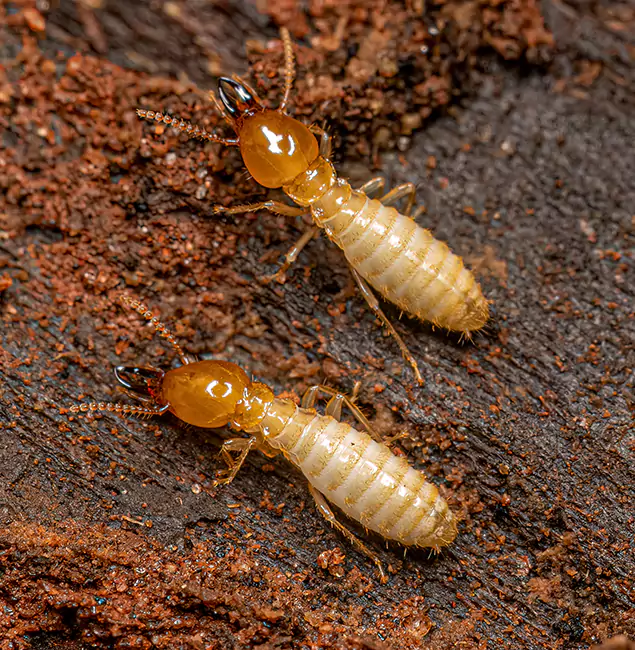 Why Choose Annandale Pest Control Pro for Termite Treatment Without Tenting in Annandale, VA?