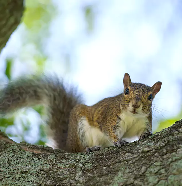 Why Annandale, VA Relies on Annandale Pest Control Pro for Squirrel Pest Control?