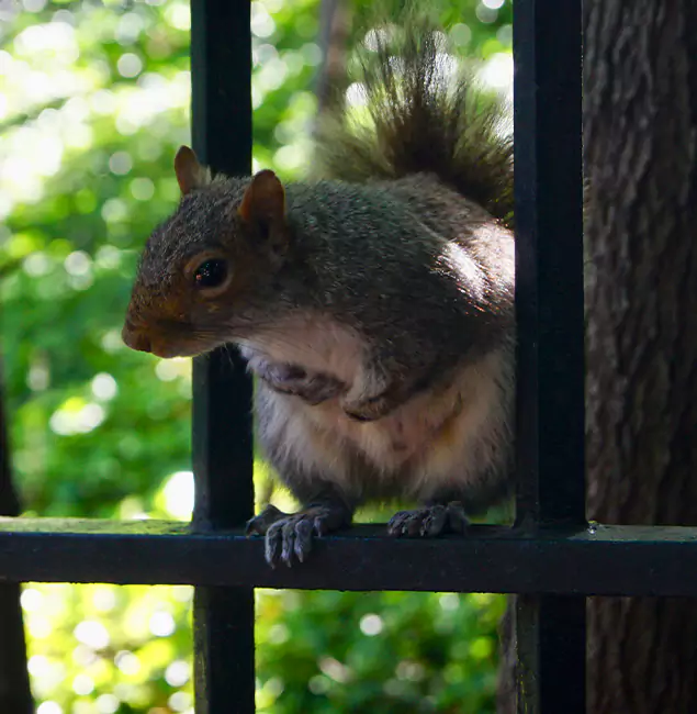 Why Annandale, VA Chooses Annandale Pest Control Pro for Squirrel Removal?