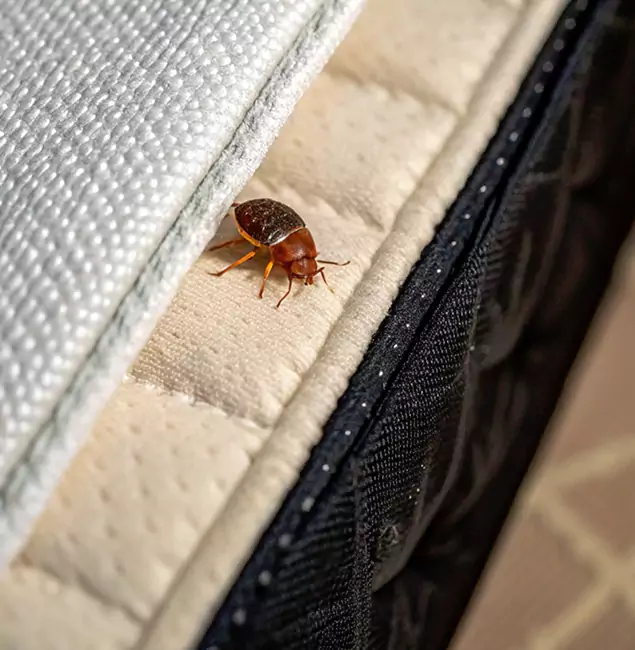 Why Annandale Homeowners Trust Annandale Pest Control Pro for Tick Treatment?