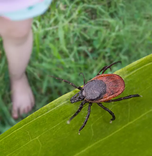 Why Annandale Homeowners Choose Annandale Pest Control Pro for Tick Extermination?