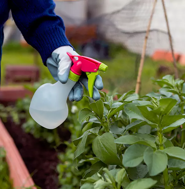 Why Annandale Relies on Annandale Pest Control Pro for Wasp Control Services?