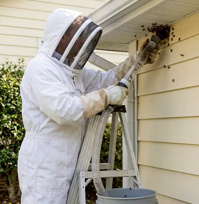 Why Annandale Trusts Annandale Pest Control Pro for Wasp Control?