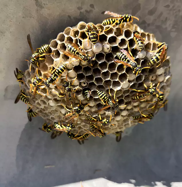 Why Annandale Chooses Annandale Pest Control Pro for Wasp Control Services?