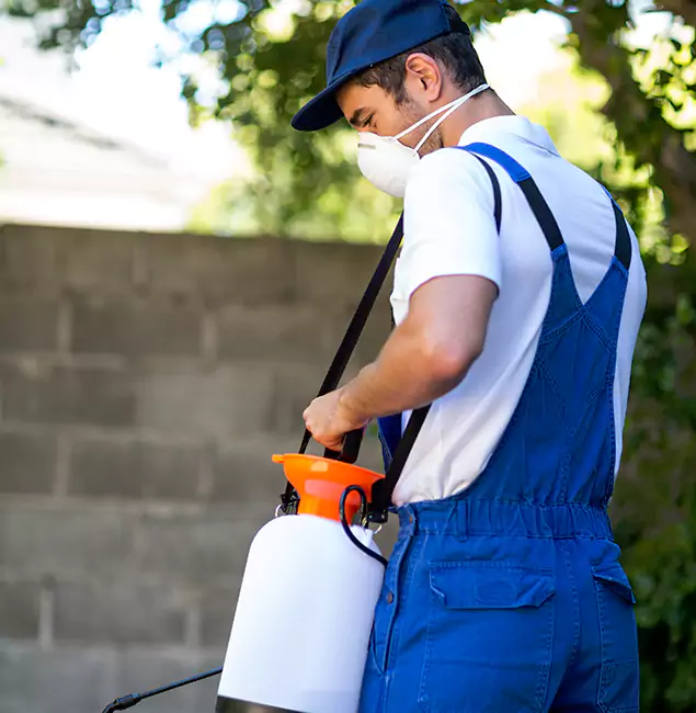 Why Annandale Pest Control Pro Is the Right Choice for Yellow Jacket Removal in Annandale, VA?