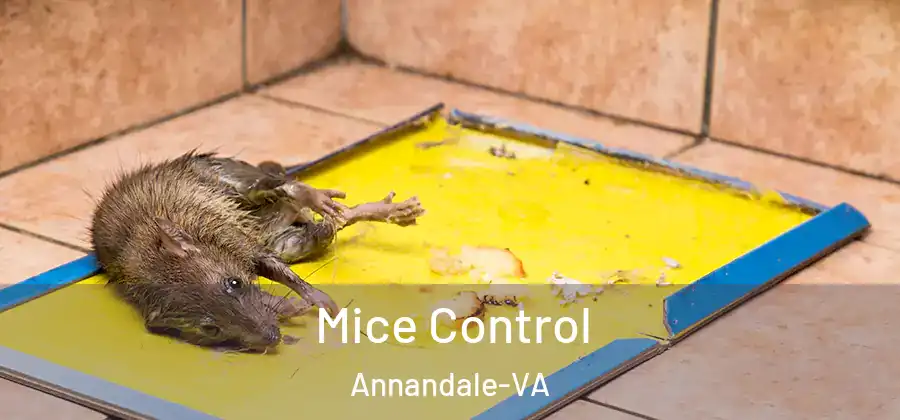 Mice Control Annandale-VA