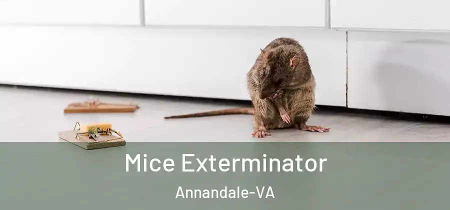 Mice Exterminator Annandale-VA