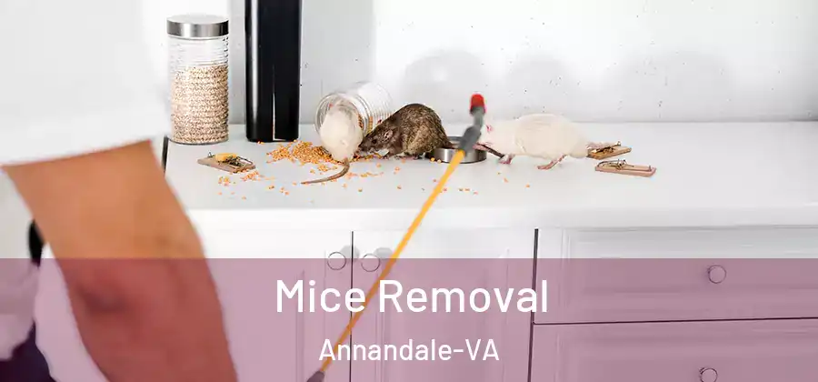 Mice Removal Annandale-VA