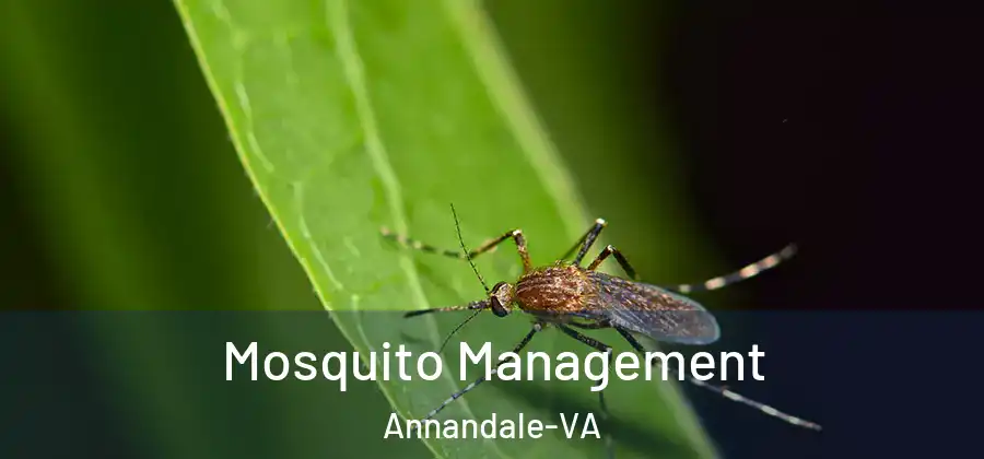Mosquito Management Annandale-VA