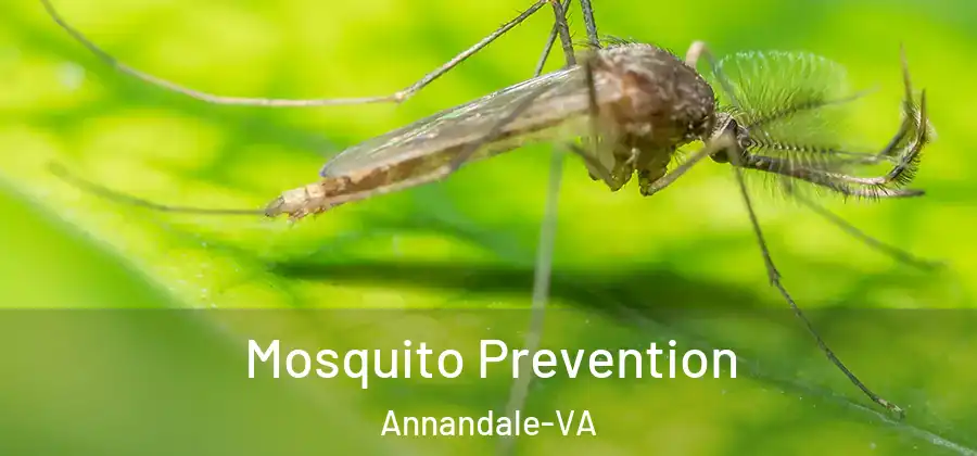 Mosquito Prevention Annandale-VA