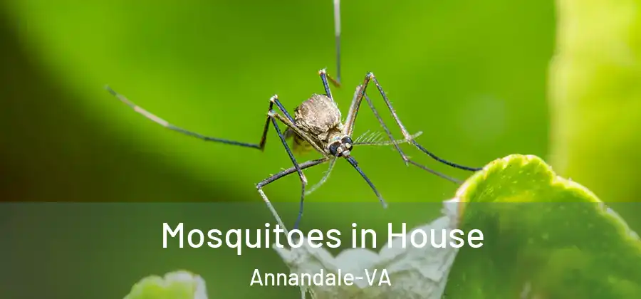 Mosquitoes in House Annandale-VA