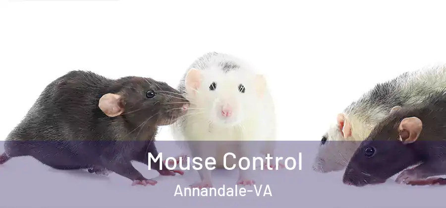 Mouse Control Annandale-VA