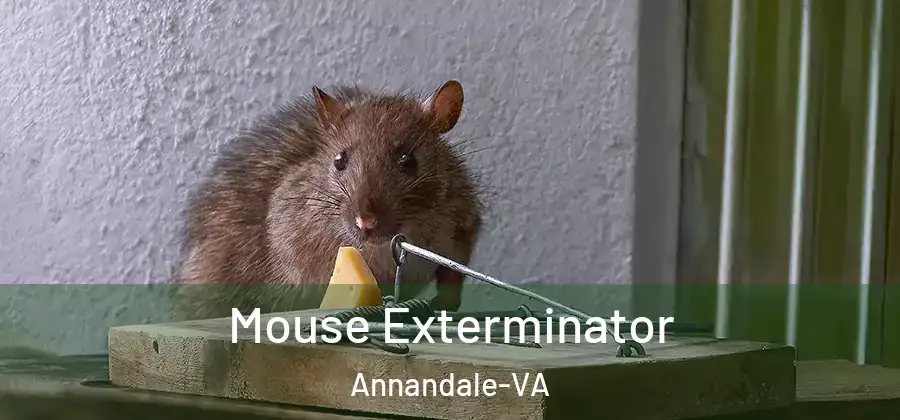 Mouse Exterminator Annandale-VA