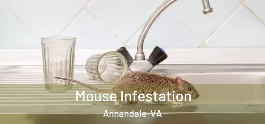 Mouse Infestation Annandale-VA