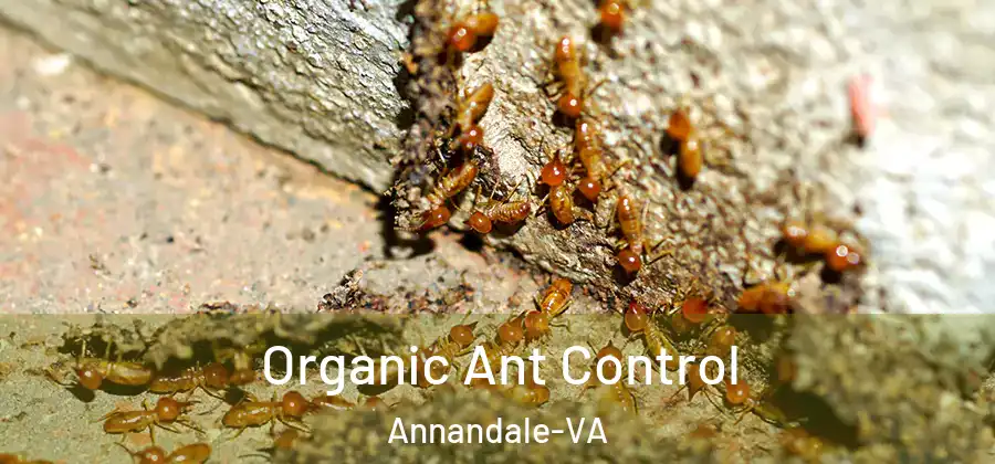 Organic Ant Control Annandale-VA