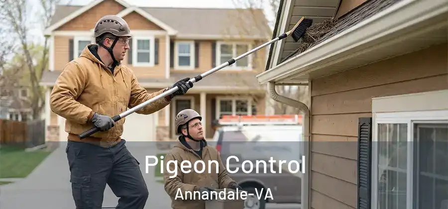 Pigeon Control Annandale-VA