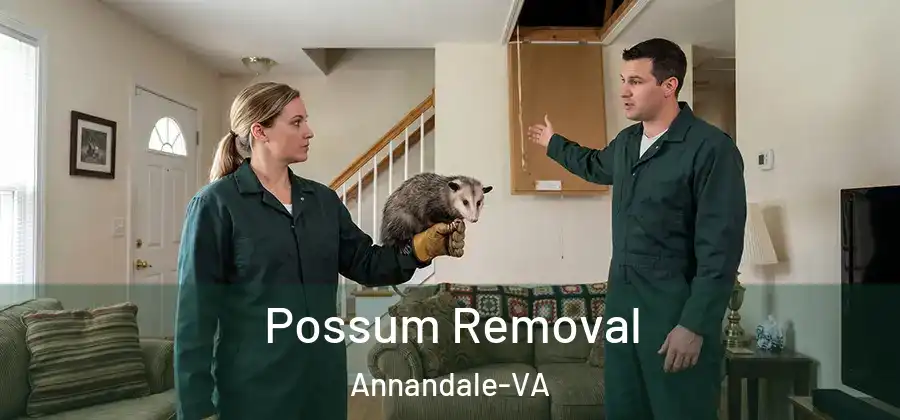 Possum Removal Annandale-VA