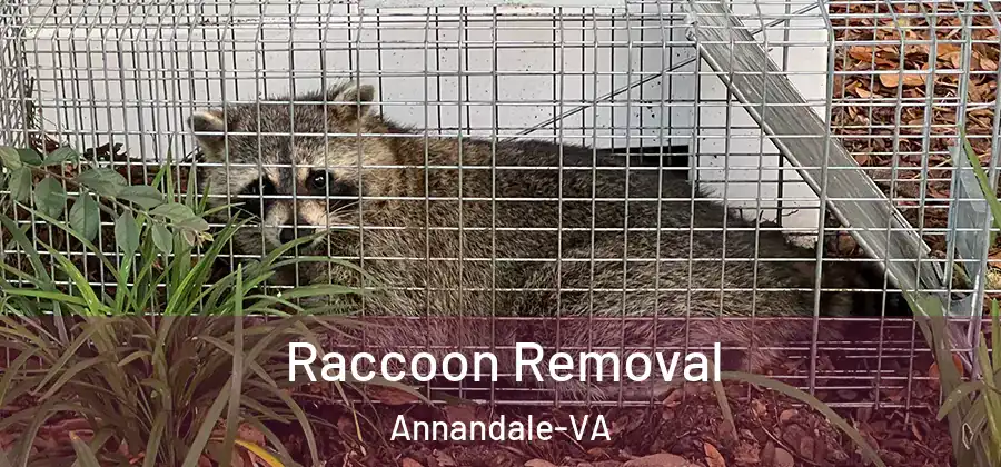 Raccoon Removal Annandale-VA