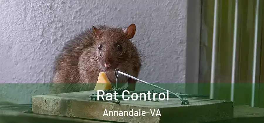 Rat Control Annandale-VA