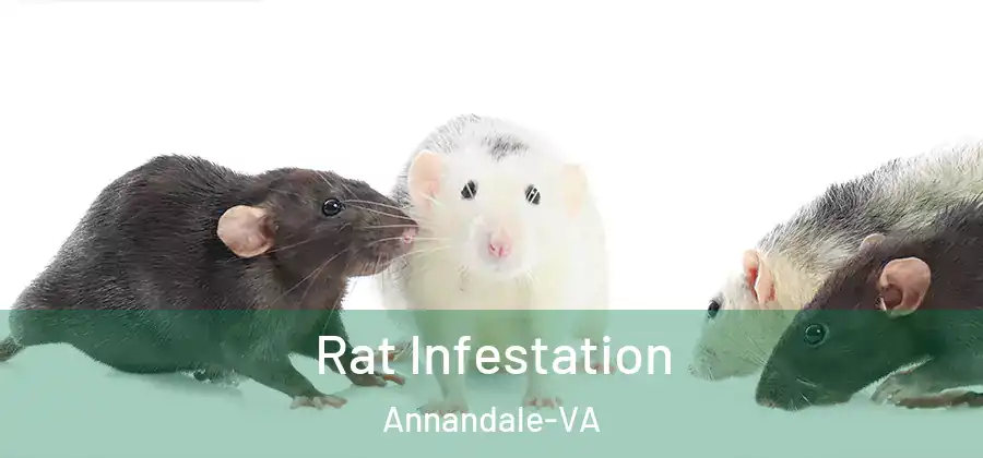Rat Infestation Annandale-VA