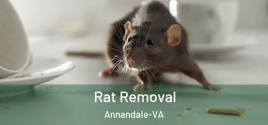 Rat Removal Annandale-VA
