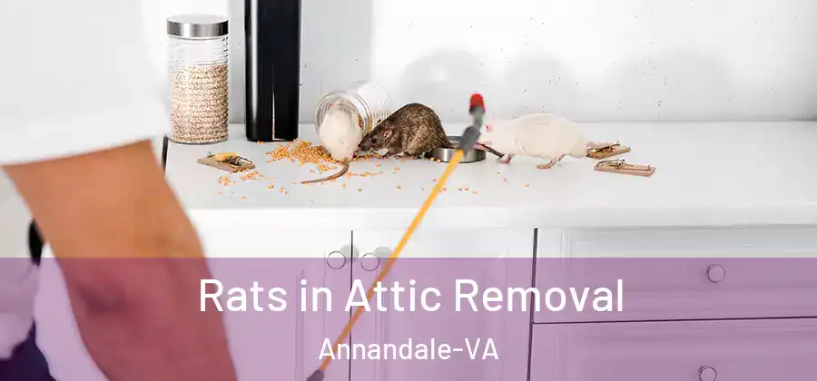 Rats in Attic Removal Annandale-VA