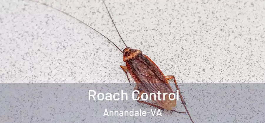 Roach Control Annandale-VA
