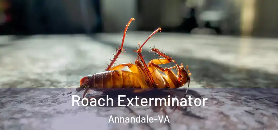 Roach Exterminator Annandale-VA