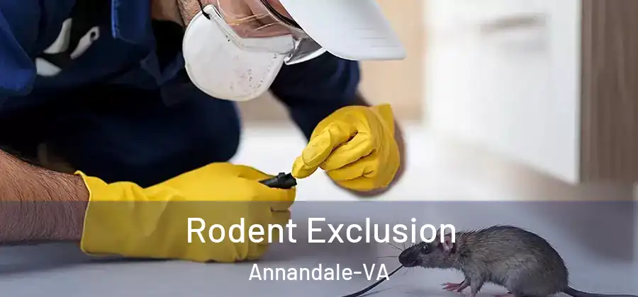Rodent Exclusion Annandale-VA