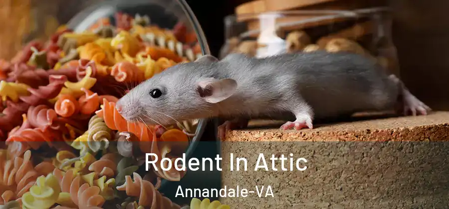 Rodent In Attic Annandale-VA