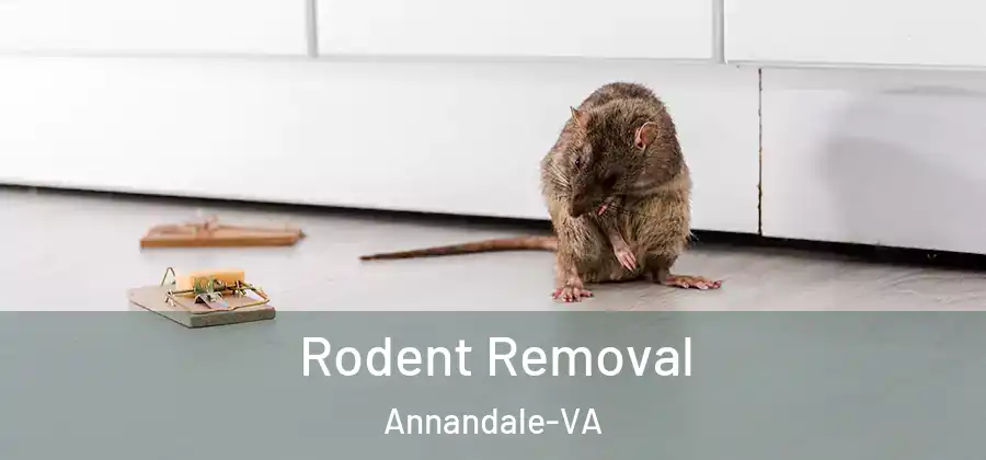Rodent Removal Annandale-VA