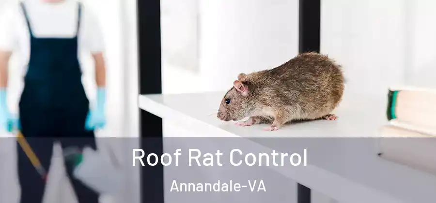 Roof Rat Control Annandale-VA