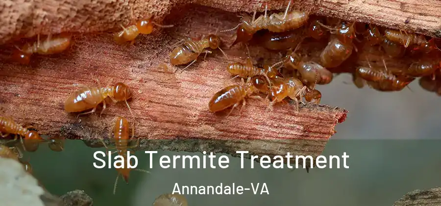 Slab Termite Treatment Annandale-VA