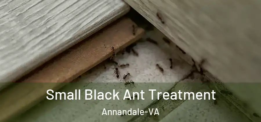 Small Black Ant Treatment Annandale-VA