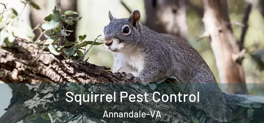 Squirrel Pest Control Annandale-VA