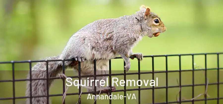 Squirrel Removal Annandale-VA