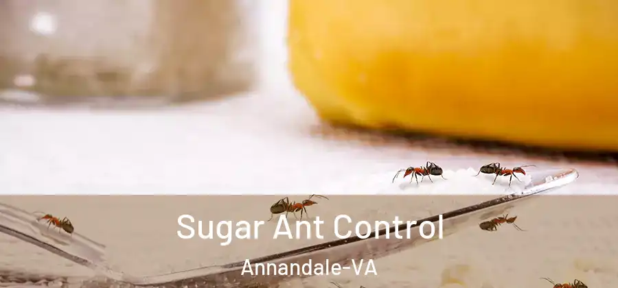Sugar Ant Control Annandale-VA