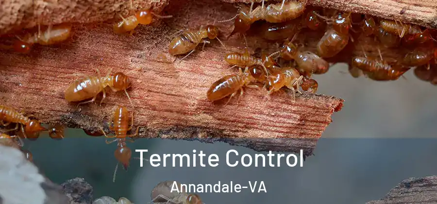Termite Control Annandale-VA