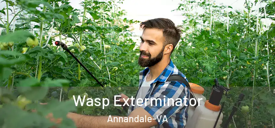 Wasp Exterminator Annandale-VA