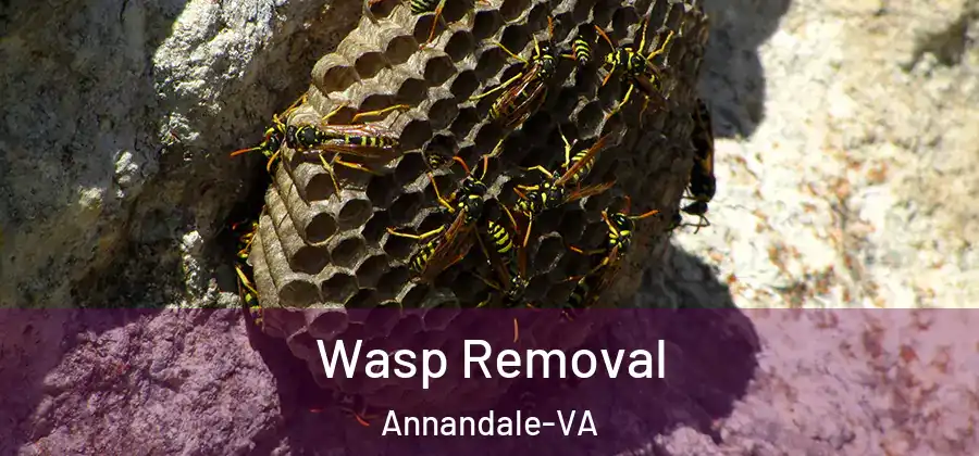 Wasp Removal Annandale-VA