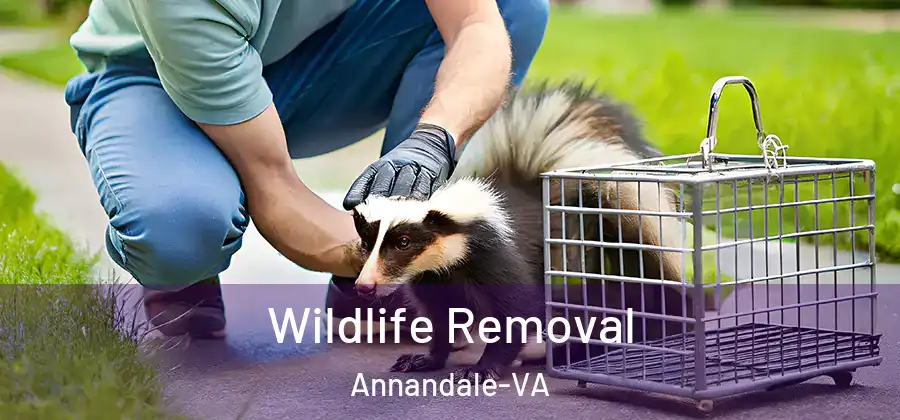 Wildlife Removal Annandale-VA